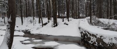 Jagniątków, granica parku narodowego ↔ Jagniątków, Jeżówka