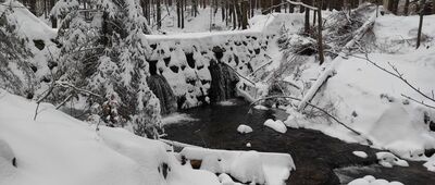 Jagniątków, granica parku narodowego ↔ Jagniątków, Jeżówka