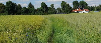 Wilkołaz Górny ↔ Las Krzywda [Wygląda na to, że tą polną ścieżką biegnie niezaznaczony na mapie wariant drogi Św. Jakuba.]