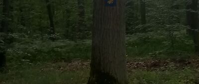 Tama Brodzka ↔ Brodnica, ul. Świerkowa