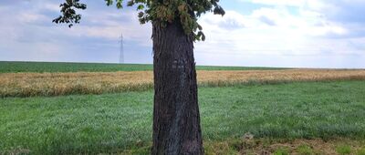 Dąbrówka ↔ Dąbrowa Wielka