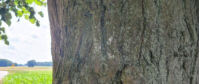 Złotowizna ↔ Kliczków Wielki