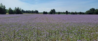 Tumidaj ↔ Złotowizna