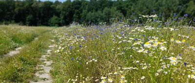 Surchów, pałac ↔ Majdan Surhowski