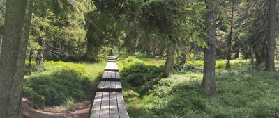 Václavák, rozc. ↔ Nad Pardubickými boudami