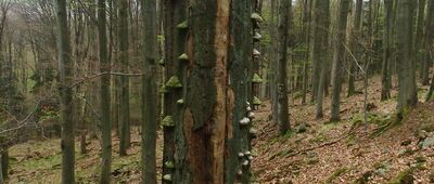 Rozejście szlaków ↔ Wolarz [Drzewo "Hubne"]