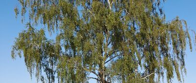 Rozejście szlaków [Połączenie szlaku czarnego z niebieskim.]