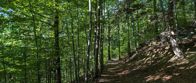 Sobieszów, rozejście szlaków ↔ Trzmielak