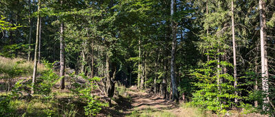 Sobieszów, rozejście szlaków ↔ Trzmielak