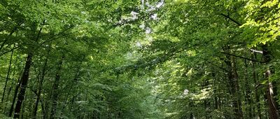 Obliźniak ↔ Kębło [Przyjemny cień daje odpocząć od upału.]