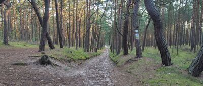 Góra Orla ↔ Gdańsk, Orlinki, plaża