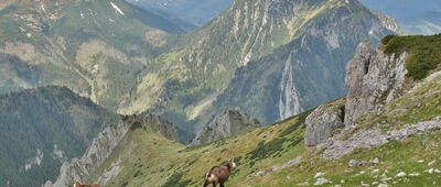 Chuda Przełączka [Tatry. Kozice na Chudej Turni i Kominiarski Wierch.]