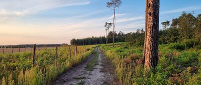 Murowana Goślina, ul. Poznańska ↔ Owińska, pałac