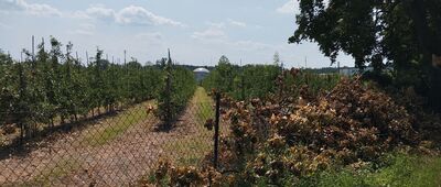 Żelechów ↔ Potycz [W głębi sadu wytwarzane są z owoców niskoprocentowe napoje.]