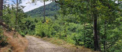 Rozejście szlaków ↔ Rozejście szlaków [Chełmiec z czarnego szlaku]