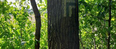 Głuszczyzna ↔ Prawiedniki-Kolonia [Szlak wychodzi z lasu.]