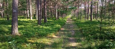 Załęcze Małe ↔ Rozejście szlaku