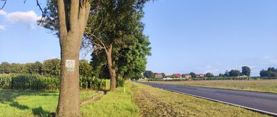 Nowy Dwór ↔ Lubiń, cmentarz [Drogą asfaltową do Lubinia]