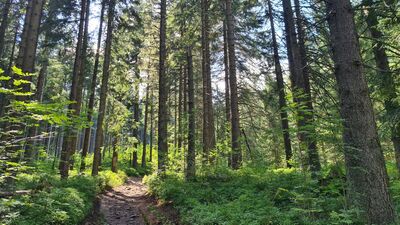 Las wzdłuż niebieskiego szlaku na wysokości ok. 1160 m n.p.m.