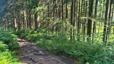 Niebieski szlak na wysokości ok. 1210 m n.p.m.