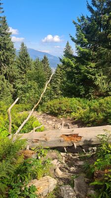 Powalone drzewo na niebieskim szlaku na wysokości ok. 1260 m n.p.m.