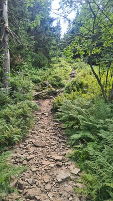 Niebieski szlak na wysokości ok. 1320 m n.p.m.