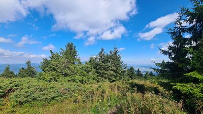 Widok w kierunku Babiej Góry z niebieskiego szlaku na wysokości ok. 1450 m n.p.m