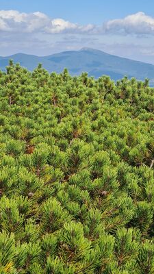 Kosodrzewina na Górze Pięciu Kopców, a w oddali Babia Góra