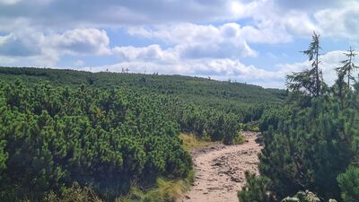 Zielony szlak w kierunku szczytu Pilsko