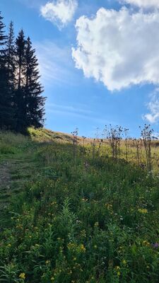 Czerwony szlak pod W dole Schroniskiem PTTK Na Hali Miziowej