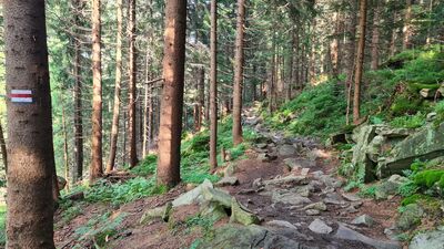Czerwony szlak na wysokości ok. 1230 m n.p.m.