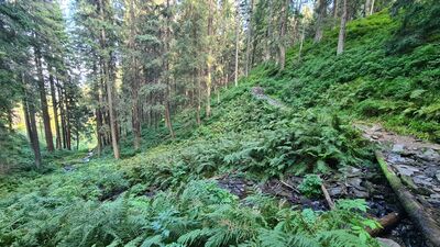 Potok Glinna przecinający czerwony szlak na wysokości ok. 1200 m n.p.m.