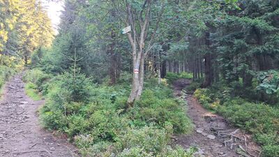 Rozejście szlaków czerwonego i niebieskiego