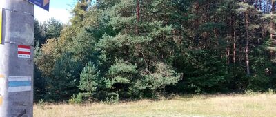 Okrąglik [Skręt w ukrytą za drzewami drogę]