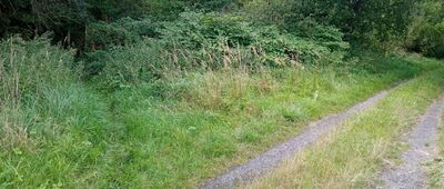 Wojkowice, Brzeziny ↔ Grodziec, ul. Wojska Polskiego [Skręt szlaków w niepozorną ścieżkę równoległą do drogi]