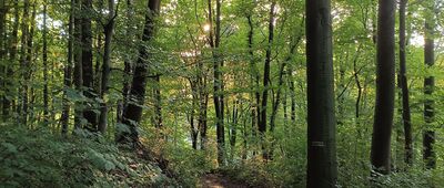 Góra Świętej Anny, Kaplica Brama Wschodnia ↔ Poręba