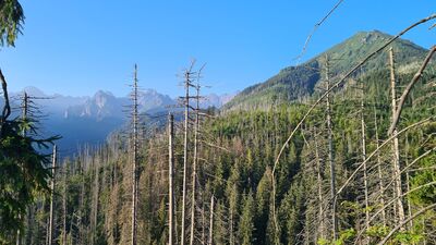 Widok z niebieskiego szlaku