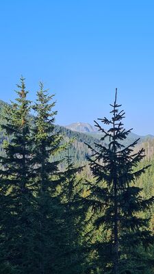Widok z Gęsiej Szyi 1489 m n.p.m.