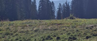 Rówień Waksmundzka [Widok na Tatry z Waksmudzkiej Przełęczy]