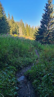 Zielony szlak o poranku na wysokości Waksmudzkiej Polany