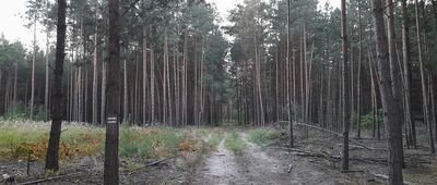 Dylążki ↔ Zalesie [Oznaczenie niepełne, ale przynajmniej lepiej widoczne]