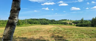 Bolechowice, rozejście szlaków ↔ Wierzchowie, rozejście szlaków [Między Karniowicami a Wierzchowiem]