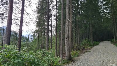 Czarny szlak w Dolinie Suchej Wody