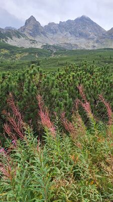 Dolina Zielona Gąsienicowa w tle z Kościelcem i Świnicą
