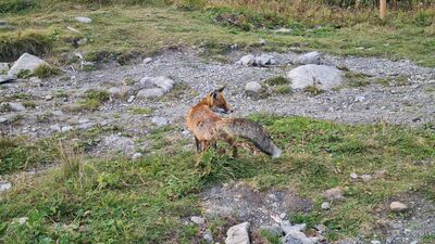 Jeden z wielu lisów przy Łomnickim Stawie