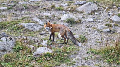 Jeden z wielu lisów przy Łomnickim Stawie
