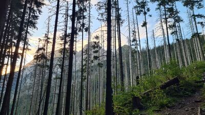 Widok na Giewont o poranku ze Ścieżki nad Reglami na wysokości ok. 1300 m n.p.m.