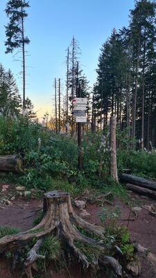 Przełęcz w Grzybowcu