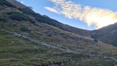 Kozica przy czerwonym szlaku na Siodle pod Małym Giewontem