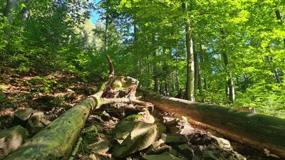 Żółty szlak na Luboń Wielki